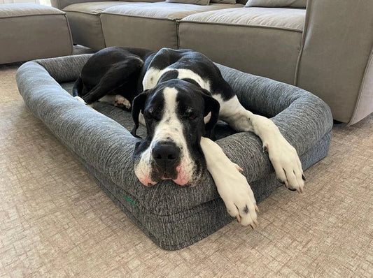 Les lits orthopédiques aident-ils vraiment les chiens ? | woofylife