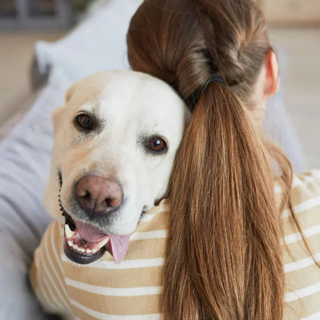 Quel panier choisir pour son chien souffrant d’arthrose ? | woofylife